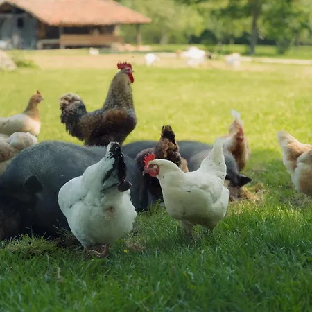 Jesuskoa Country house Zumaia